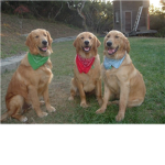 Golden Retriever <3