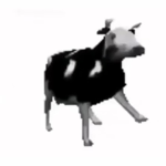 Coolest Cows