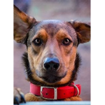 All dogs are super cute