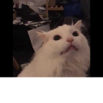 Cute animal #########