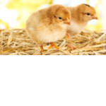 Chickens are pretty cool