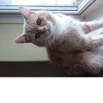 My cat is ploosha