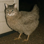 Funny Cat Gameś