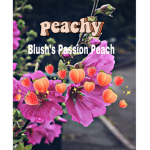 Blush’s Passion Peach