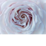 CottagexRoses