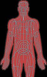 Shinobi's Anatomy