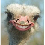Ostrich Party