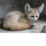 fennec foxs.