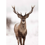 The Deer Fan Hangout