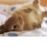 CuteBunnySquadss
