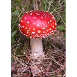 Mushroom And owa owa Leader