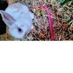 Bunnyarethebest