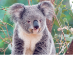 KOALAS RULE!