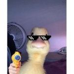 Cool duck’s