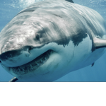 || ~SHARK ARMY~ ||