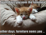 LOLCATZ LOVERZ GROUP!!!