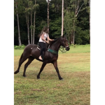 Amor por cavalos
