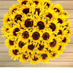 Tessa’s simple sunflower