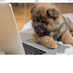 The computer fluff dog squad