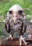 Game Bilders