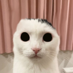 chomik???