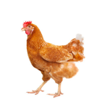 chicken........................