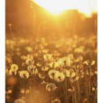 Dainty dandelions