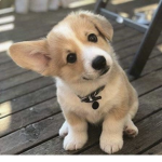 CORGIVIBES