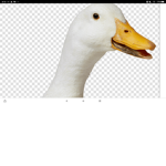 The Devious Ducks