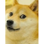 Doge Coin Fans