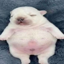 Project Superstellar