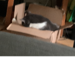 Cat in da box