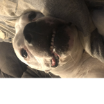 Pit Bull's World !