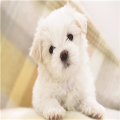 dog Roblox decal