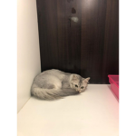 The Cats and kitty