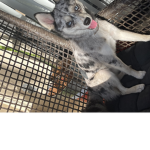 Dog ooss