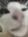 MiaxMila