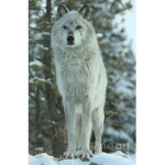 Wolfs with the wild