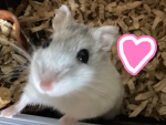 ネズミの友達と一緒に仲間を増やそう！