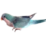 [Parrot studio]