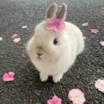 # bunni