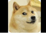 Doge adventure
