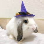 pmiu 🐰