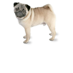 pug power!