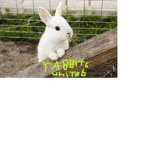 happy rabbits united