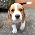 Love dogs especially Jessie