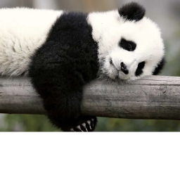 panda land!!