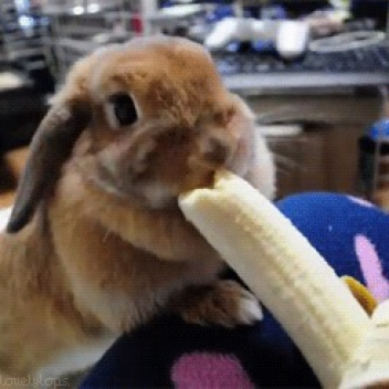 bunny follow