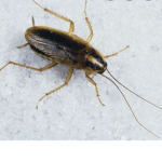 Red Riding Roaches