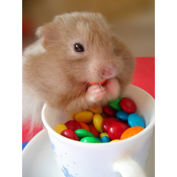 Hamsters On A Desk